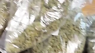 T*e*l*e*gram @Pluto_pluge Buy cannabis ☘️ hash ❄️ MDNA in Stuttgart