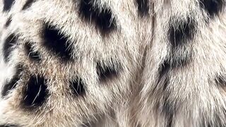 Original cheetah sound suara asli cheetah #fyp #fypシ #fyppage #cheetah #sound
