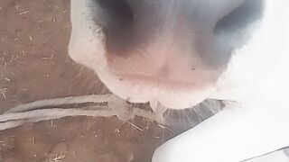 Calf is the best in Pakistan ????????????????????????????