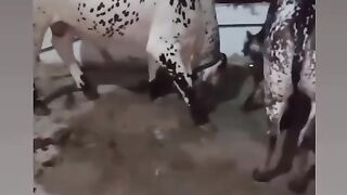 Bakhra Eid 2025