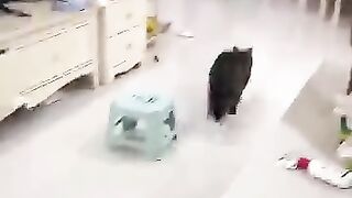 1. "This Cat Can Drift Better Than You! ????????"