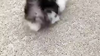 Try Not to Laugh – Funniest Cat Moments Ever! ????