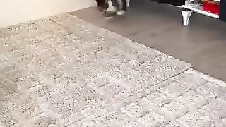 Fearless Squirrel on the Loose! ????????️ #funnyanimals