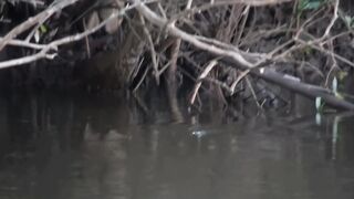 Papuan Black Bass Fishing