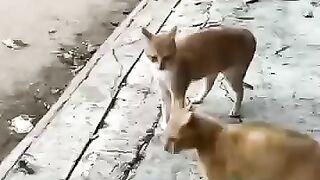 ???? Cat WWE Fight – Who’s the Strongest Feline?!