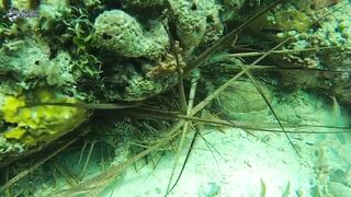 The Bahamas' Lobster and Grouper