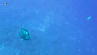 Best Spearfishing in fiji