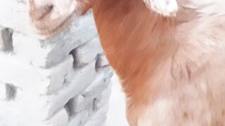 Bakri 2
