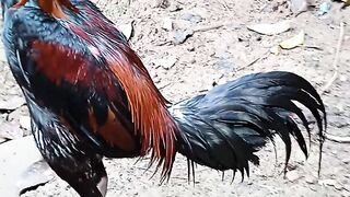 ayam mangon