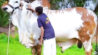 Rustam-e- Pakistan
