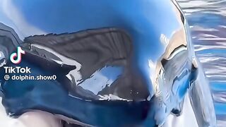 Dolphin ???? 4