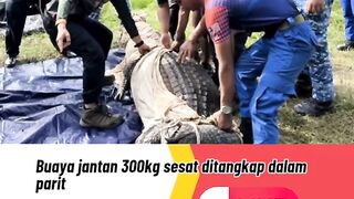Buaya 300kg nyasar di parit, siapa yang ngajak jalan-jalan nih?