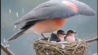 Natural protection against rainwater for birds in their nests.
