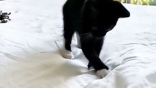 Cute Cat 44