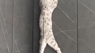 Cute Cat Masti