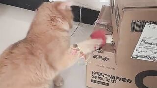Cute Cat 45