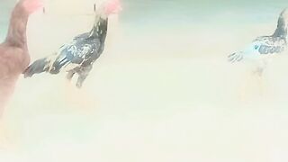 Hen shok