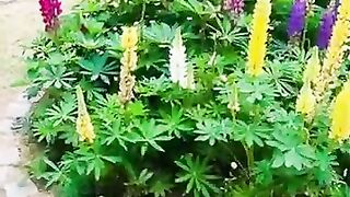 Korean garden