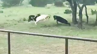 Goat fight