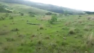Black Snake in Field