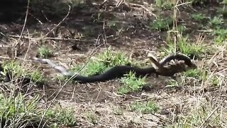 Viper Vs Black Mamba