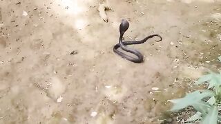 Mongoose Vs Black Snake