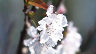 Beautiful Nature 18