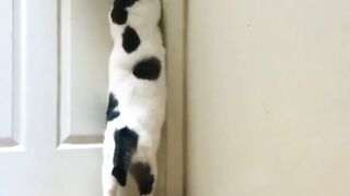 "When Cats Get Angry… But It's Hilarious! ????????"