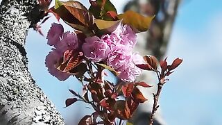 Beautiful Nature. This flower looks like it’s been painted by sunlight and kissed by the breeze. Absolutely breathtaking!"