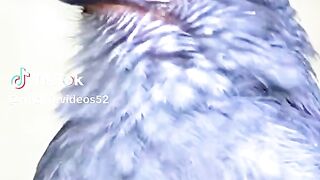 full video watching 44