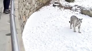 Girl Scared After Falling Into Tigers Den 2