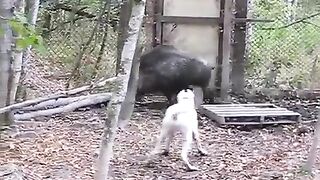 White Dog Vs Black Pig
