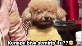 kok bisa ya semirip itu?
