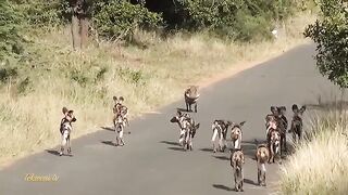 Wild Dogs in Road
