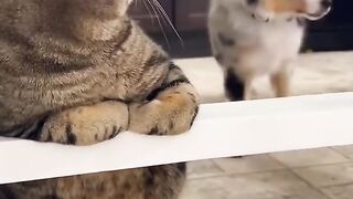 КОТКИ И КУЧЕТА