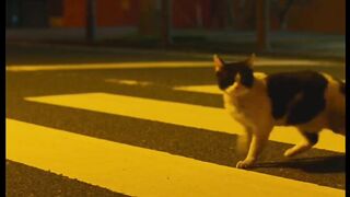 КОТКИ 37
