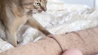 КОТКИ И ДЕЦА 2