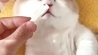 "Wake Up, Sleepy Kitty! ???????? Cutest Reaction Ever!"