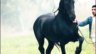Love Horse ????