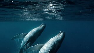 THE WHALE WHO SANG TO THE STARS