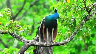 Peacock action