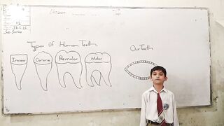 Types of teeth 2