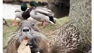 Animal lovely feeling????