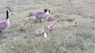 Many Canada Geese Family with Young