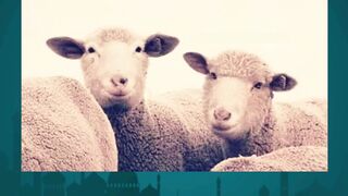 Top Veterinarian Reveals BEST Qurbani Janwar Techniques