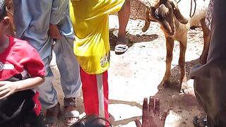 Online free videos 20
