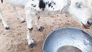 Bakara