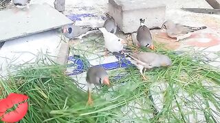 Love birds 15