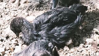 Ancient Chinese chicken breed Wuheiluy