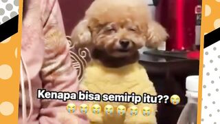 Kenapa bisa semirip itu ??? ????????????